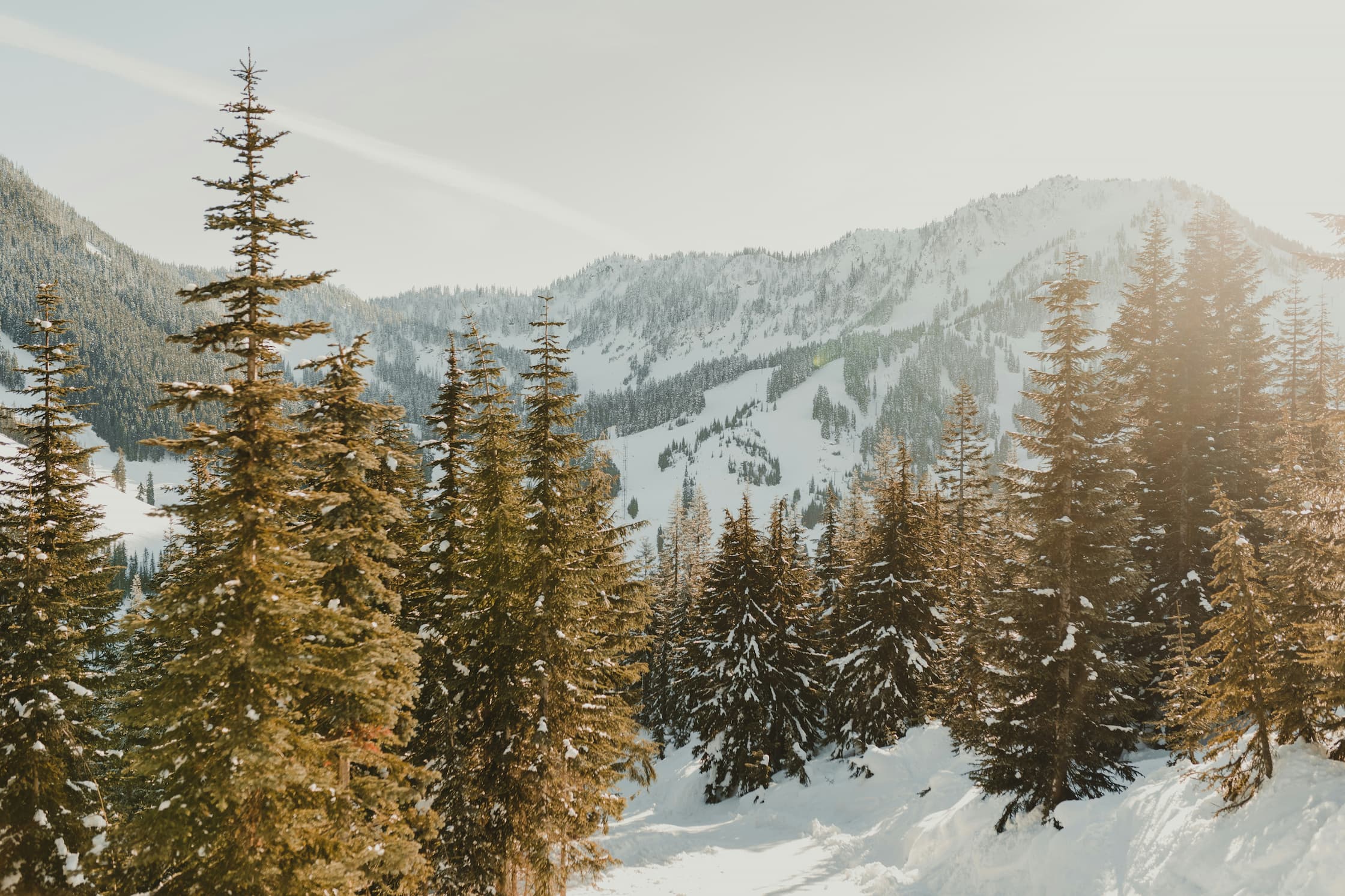 Seeing Pine Trees