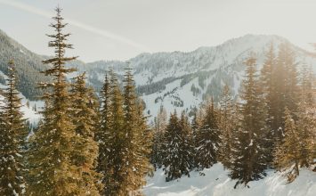 Seeing Pine Trees